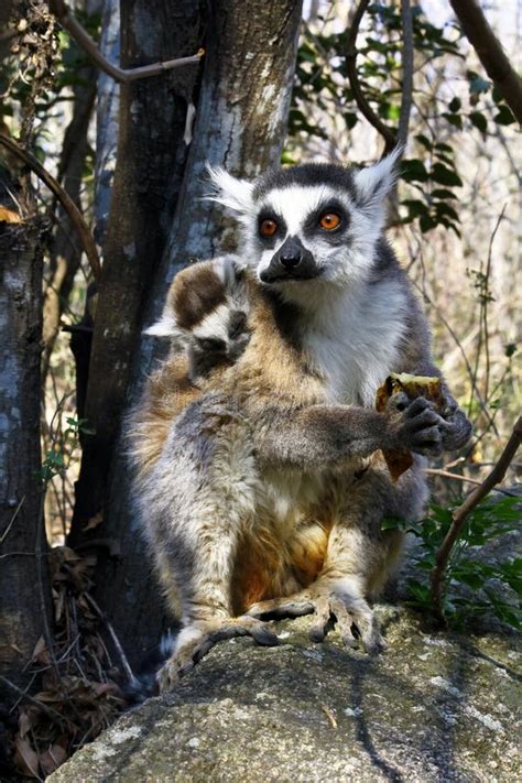 Ring Tailed Lemur Lemur Catta And Cute Cup Madagascar Stock Photo
