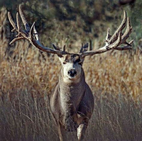 Look At The Spread On That Joker Nice Bucks Mule Deer Hunting