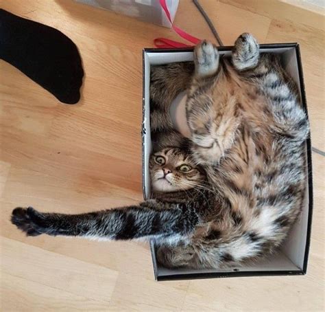 15 Funny Photos That Prove Cats Can And Will Fit Anywhere Funny