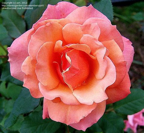 Plantfiles Pictures Floribunda Rose Tuscan Sun Rosa By Tiffanya