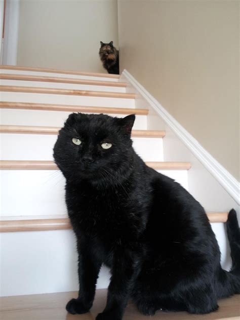 A One Eared Black Cat Scores A Forever Home By Happy Accident Catster