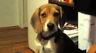 Hiccups in puppies (and people) are caused by involuntary spasms of the diaphragm. Puppy hiccups! - YouTube