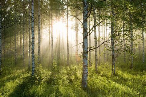 Explore Fascinating Facts About Forest Biomes