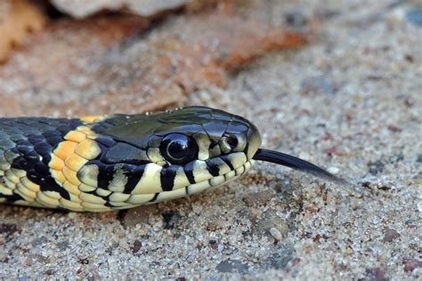 Filethe Grass Snake Natrix Natrix Wikimedia Commons