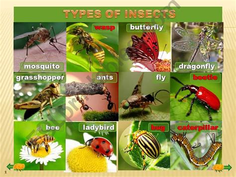 View 32 Types Of Insect Antennae Ppt