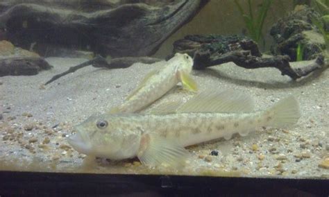 Cool Goby Blog My Freshwater Gobies In Their Biotope Aquarium