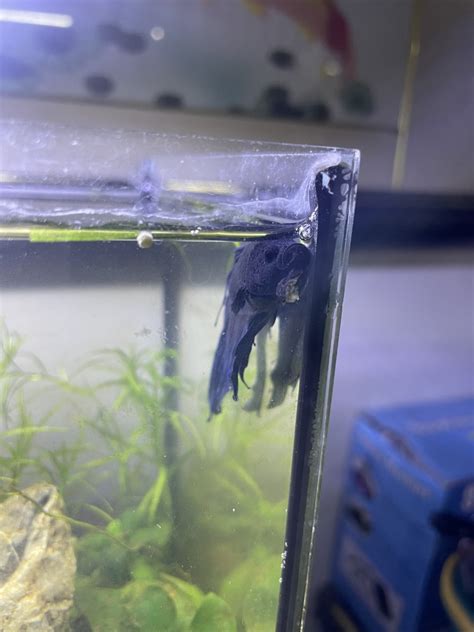 Help My Betta Fish Has Fungus On His Chin My Aquarium Club