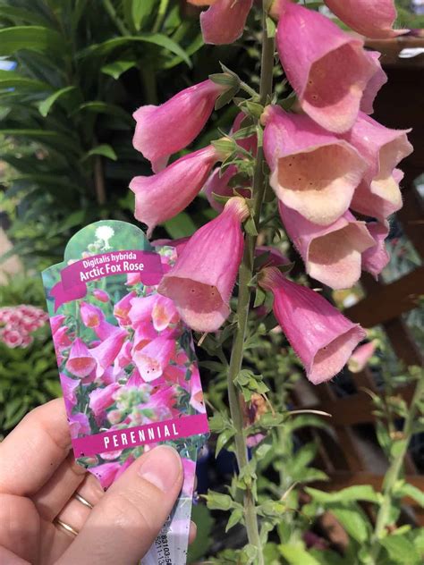 Foxglove Care 🦊 🌿 💜 Unlock The Secrets To A Thriving Garden