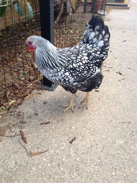 Silver Laced Wyandotte Gender Help Backyard Chickens Learn How To