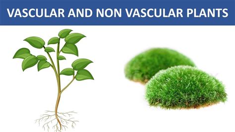 Vascular And Non Vascular Plant Types Of Plant In The Plant Kingdom
