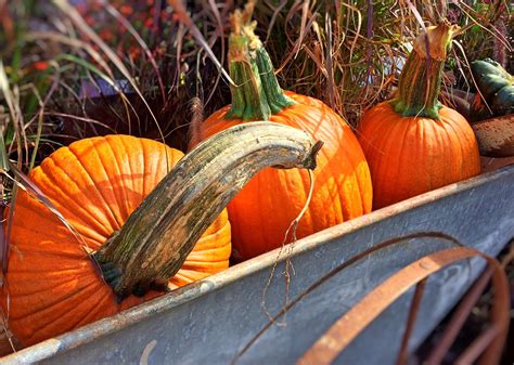 Free Images Fall Flower Orange Food Harvest Produce Vegetable