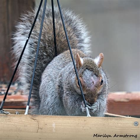 An Injured Squirrel Gets A Good Feed Serendipity Seeking Intelligent