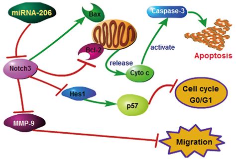 Microrna Overexpression Promotes Apoptosis Induces Cell Cycle