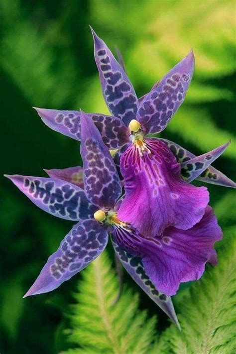 Pin By Arcadia Floral And Home Decor On Fotografia De Orquideas Purple Orchids Unusual