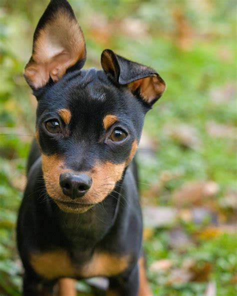 Chihuahua Mini Pinscher Puppy Pets Lovers