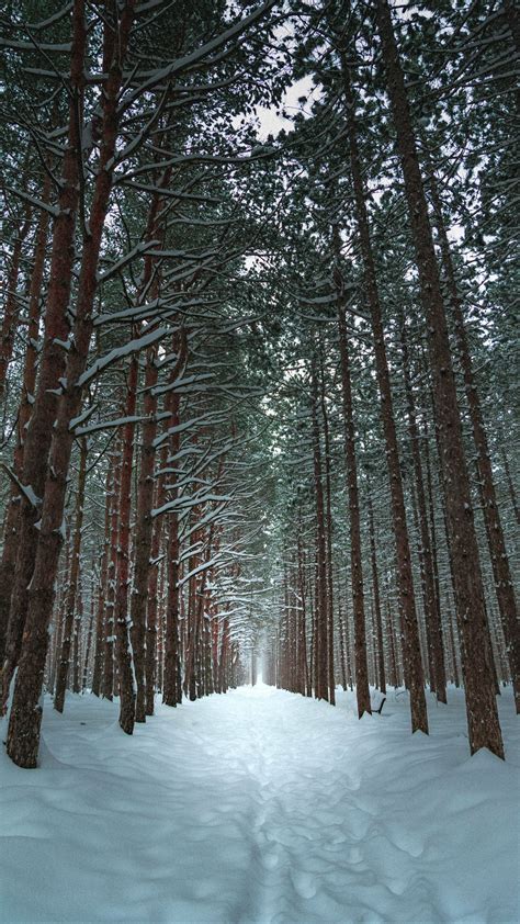 Download Wallpaper 2160x3840 Winter Forest Trail Snow Trees Samsung