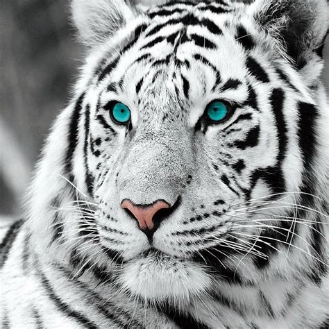 White Tiger Blue Eyes Wallpaper