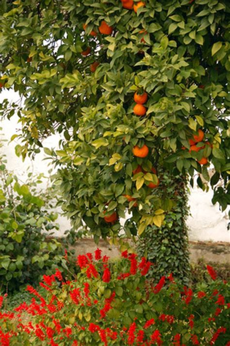 The Best Fruit Trees To Grow In Southern California Hunker