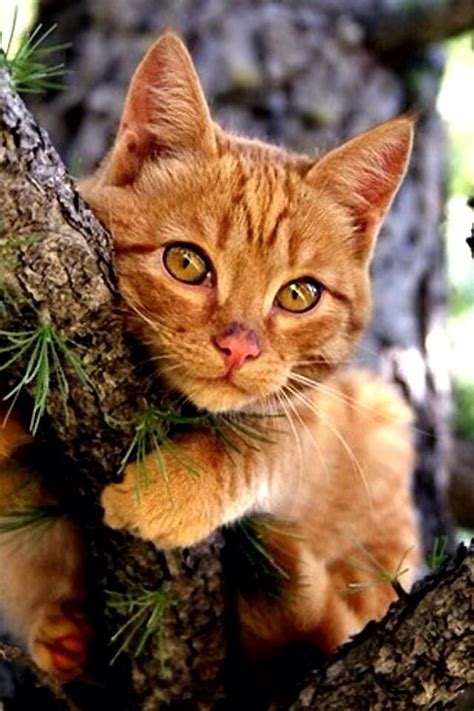 1313 Best Gardening With Pets Images On Pinterest Cat