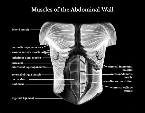 Abdominal muscle, any of the muscles of the anterolateral walls of the abdominal cavity, composed of three flat muscular sheets, from without inward: Muscles of the Abdominal Wall Art Print Poster Medical