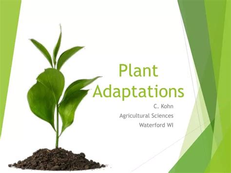 What Is Plant Adaptation Plants And Adaptations Twink