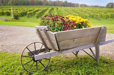 27 Wheelbarrow Planter Ideas Garden Outline