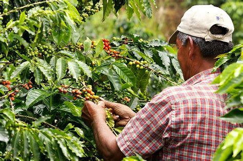 La Agricultura Colombiana En El Contexto De La Globalización