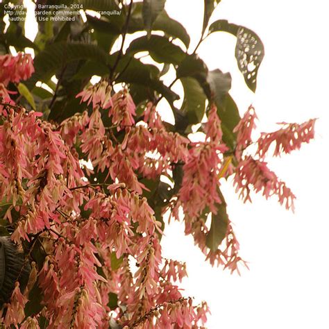 Plant Identification Closed Pink Flowering Tree 1500