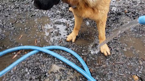 One of my gsds has an obsession with the hose.but really only with the water that is coming out of the hose. Dog's Best Friend is a Water Hose! - YouTube