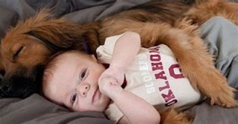 Funny Dogs Protecting Babies Video Compilation