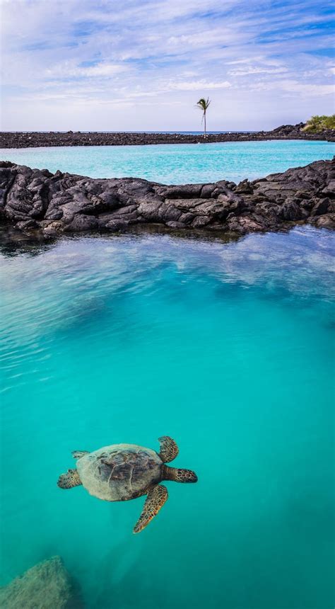 Sea Turtle At Kiholo Bay Kona Coast Hawaii Kona Coast Places To