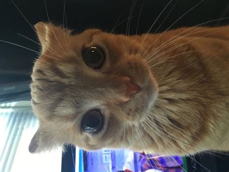 Airplane Ears Is Our New Favorite Cat Meme Cuteness