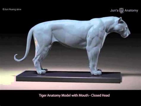 Tiger Anatomy Model With Mouth Opened Head By Jun S Anatomy Youtube