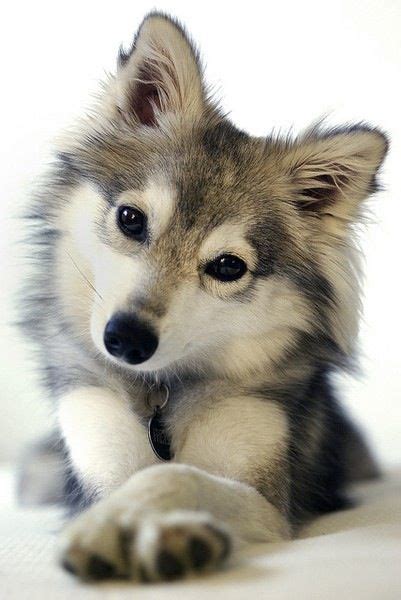 Cute Baby Wolf Husky Puppies Cuteanimals