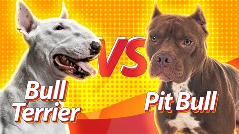 Bull Terrier Vs Pit Bull Duelos De Raças Baw Waw Youtube