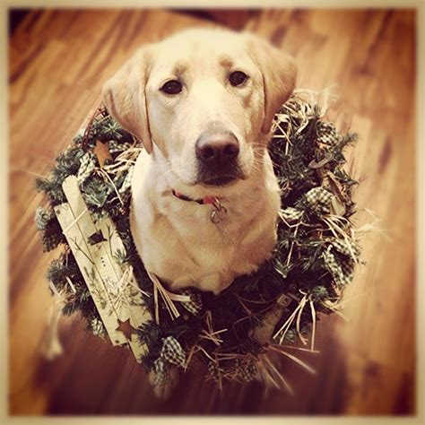 Dog In A Wreath Cute Dog Christmas Card Photo Dog Christmas Photos