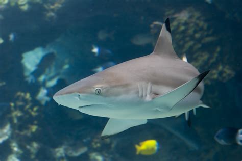 Blacktip Reef Shark Maui Ocean Center
