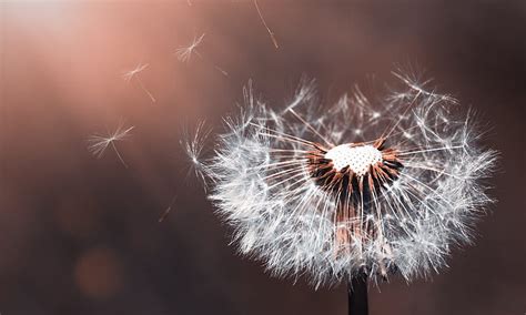 Dandelion Flower Macro Dandelion Plant Flowers Nature Macro Hd