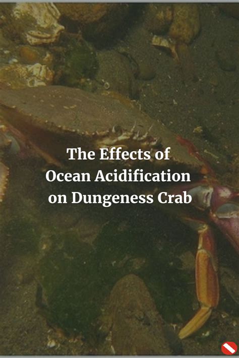 The Effect Of Ocean Acidification On Dungeness Crab