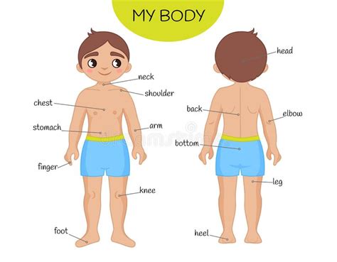Human Body Parts Vocabulary In English Vector Illustration