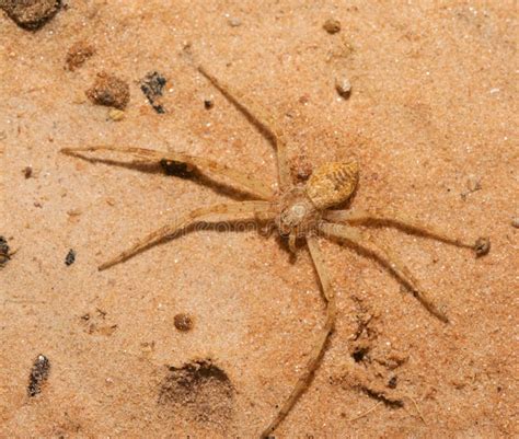 Small Yellow Spider With Only Six Legs Stock Image Image Of Scary
