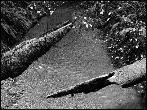 Fallen Trees Carlosdivega Flickr