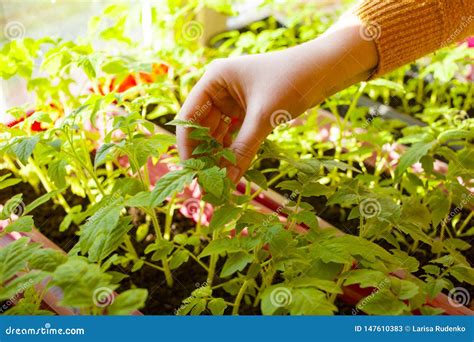 Het Kweken Van En Het Planten Van Tomaten Met Hun Eigen Handen De