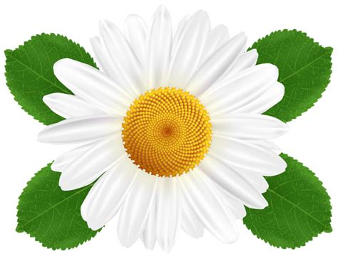 Common Daisy Oxeye Daisy Clip Art Daisy Flower Png Download 600461