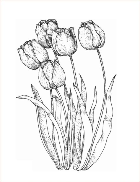 49 Gambar Sketsa Bunga Matahari Mawar Tulip Sederhana