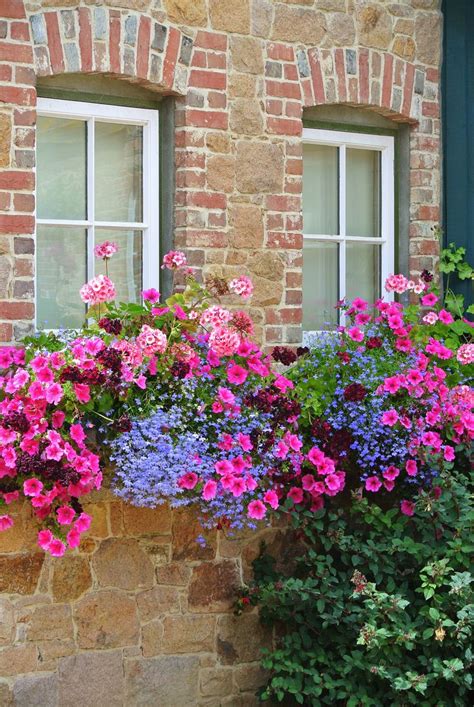 We did not find results for: flower box of petunias, lobelia, geraniums & verbena ...