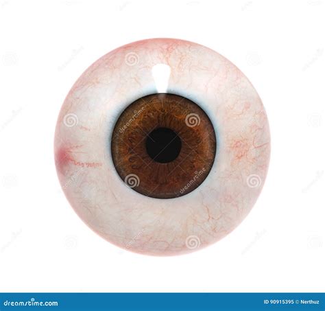 Human Eyeball Stock Illustration Illustration Of Organ 90915395