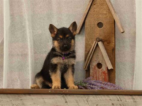 Blue Sky Ranch Ervin Esh German Shepherd Dog Puppies For Sale In