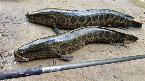 Georgia wildlife officials put out the word about the killer fish because it's been spotted in a pond, and just one is enough to. Northern Snakehead Fish Facts, Habitat, Diet, Pictures