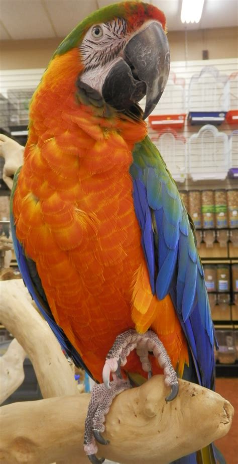 Since 2001, the birdsafe store has carefully selected parrot and pet bird foods, toys, and accessories to help provide you and your parrots our online bird store offers you only the best exotic bird foods, harrisons bird foods, goldenfeast, volkman totally organics. Todd Marcus Birds Exotic Coupons near me in delran, NJ ...